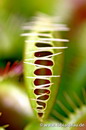 ونوس حشره خوار